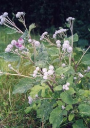 Лопух паутинистый (репейник) – Лопух павуціністы (дзяды) – Arctium tomentosum